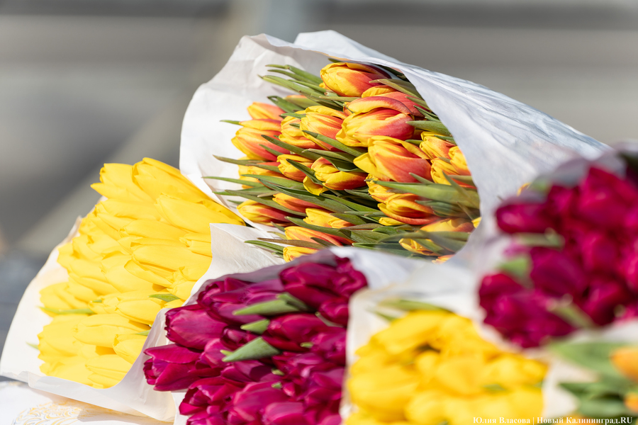 Кругом мимозы и тюльпаны: как выглядят улицы Калининграда 8 марта (фото)