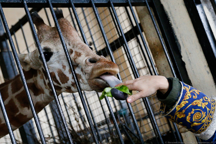Подарки для зверей: как животных в зоопарке с Новым Годом поздравляли (фото)