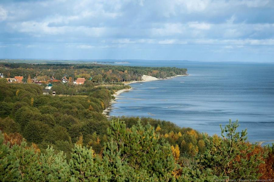 Гусеницы бабочек уничтожают деревья на Куршской косе  