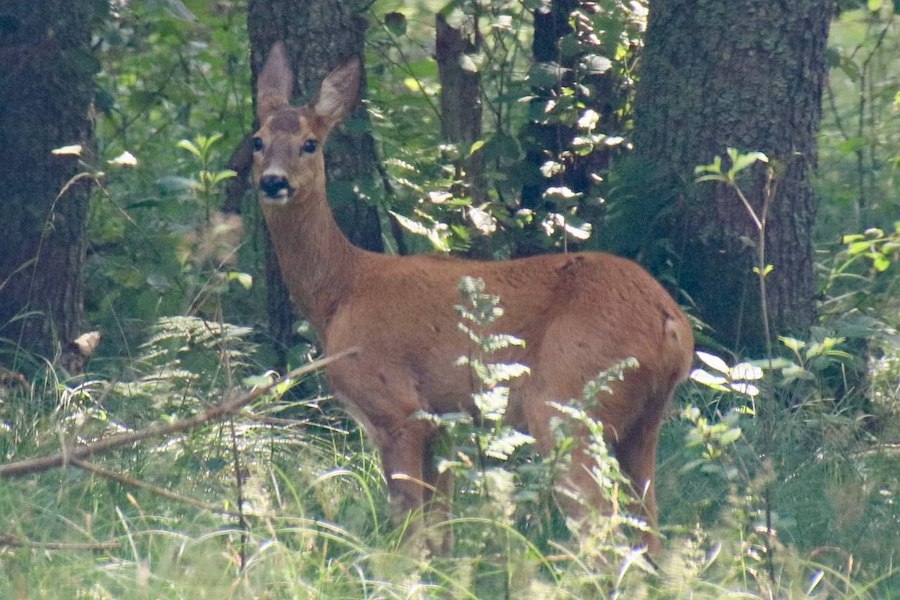 «Появляются в неожиданных местах»: посетителей Куршской косы предупредили о гоне косули (фото) (видео)