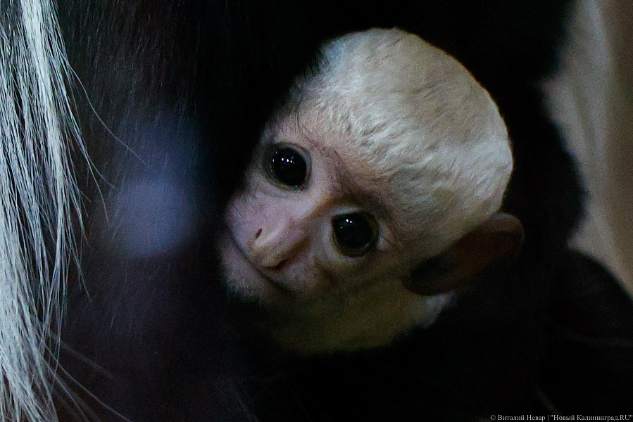Детки Годзиллы: в Калининградском зоопарке родились колобусы (фото)