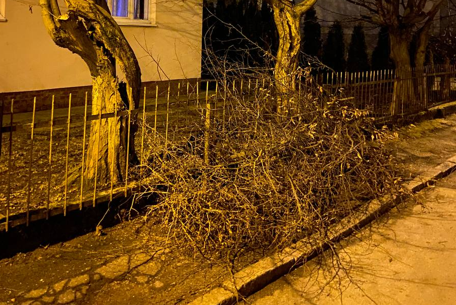 «Узнали и ахнули»: жители Центрального района Калининграда пожаловались на обрезку магнолий