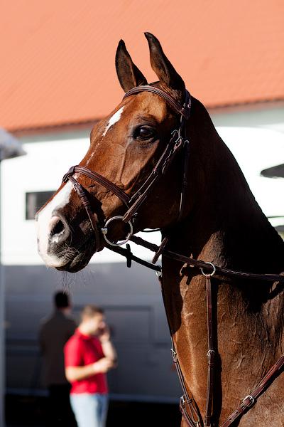 «Кубок президента РФ для немцев»: фоторепортаж с турнира по конкуру в Георгенбурге