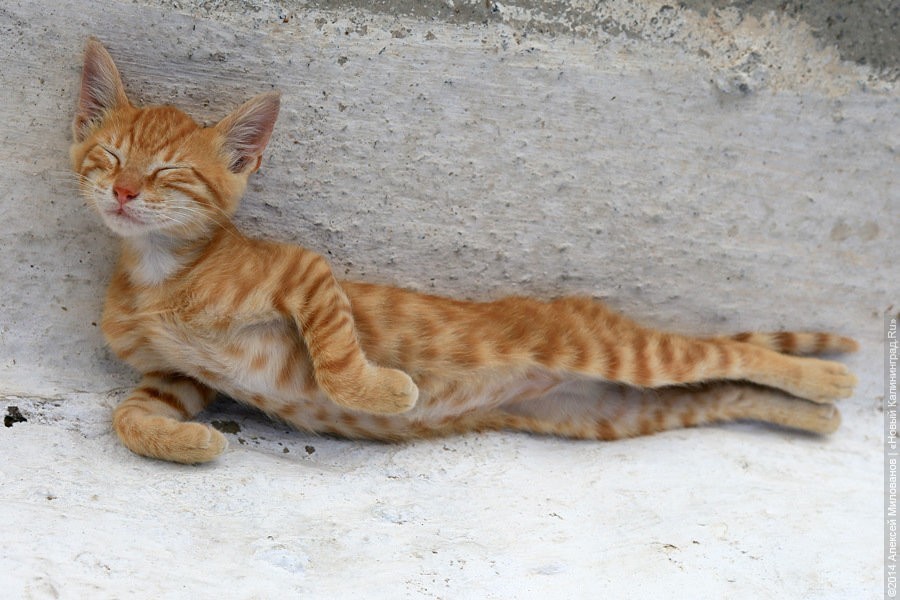 Фото — Алексей Милованов, «Новый Калининград»