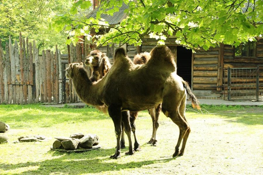 В Калининградский зоопарк привезли двух самок двугорбого верблюда (фото)
