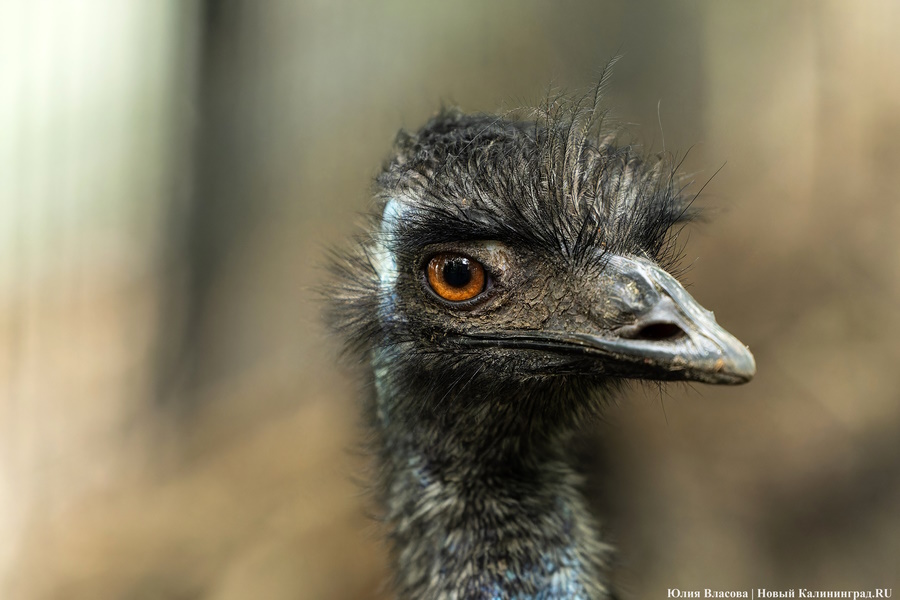 Вольные птицы: в зоопарке Калининграда пернатых выпустили в водоемы (фото)