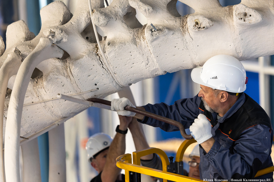Первый «обитатель» «Планеты Океан»: скелет кашалота переезжает из «Глубины» (фото)