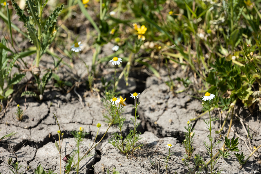 Засуха. Как это выглядит в Калининградской области (фото)
