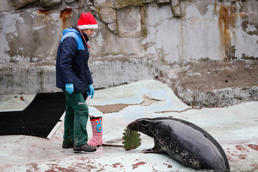 Сюрпризы для зверей: в зоопарке поздравили животных с Новым годом (фото)