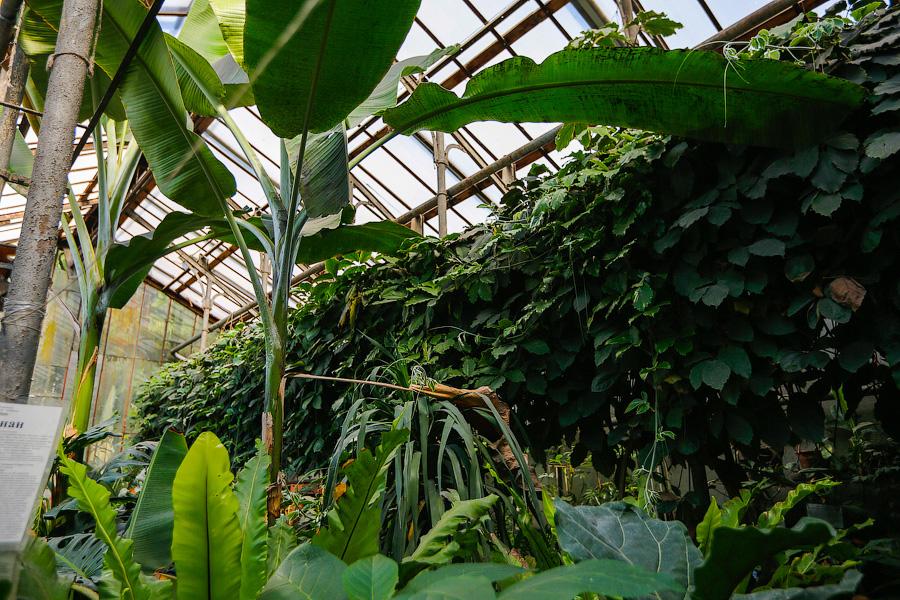 Экзотика в руинах: аварийные оранжереи Ботанического сада и их будущее