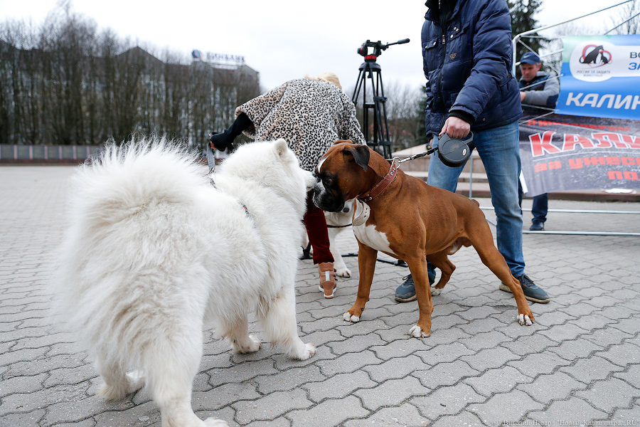 Вместе против живодеров: в Калининграде митинговали в защиту животных