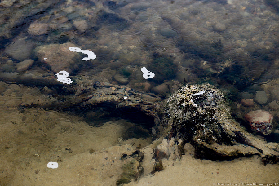 Лучше Афродиты: море подарило калининградцам остатки реликтового леса (фото)