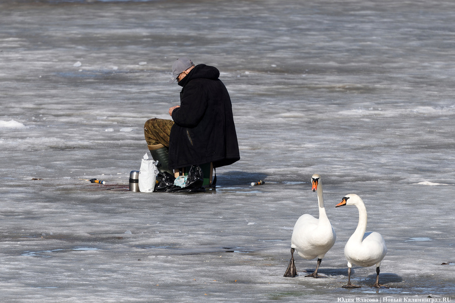 Мартовский «курлык»: в Калининградскую область вернулись журавли (фото)
