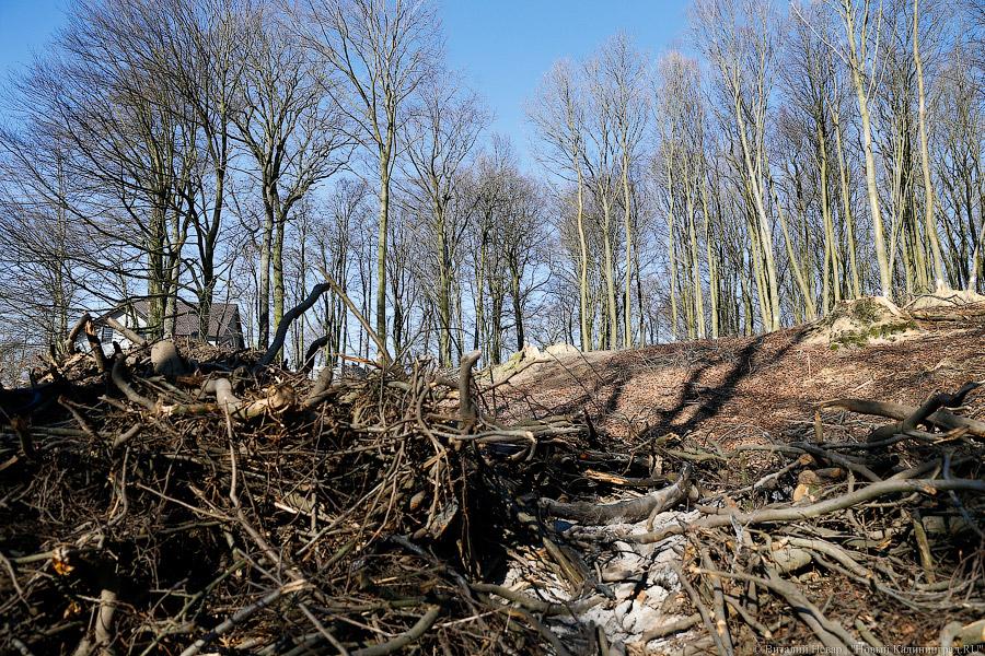 Пеньки в Холмогоровке: кто вырубает лесопарк под Калининградом