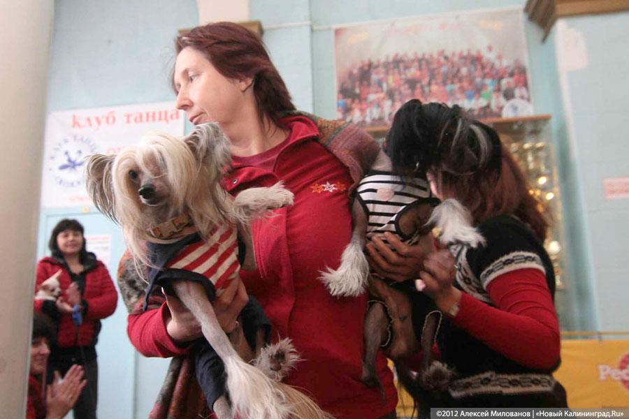 «Такса-крокодил и другие»: фоторепортаж с выставки кошек и собак