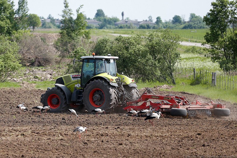 Бойня за землю: что мешает развиваться «Мираторгу» в Калининградской области