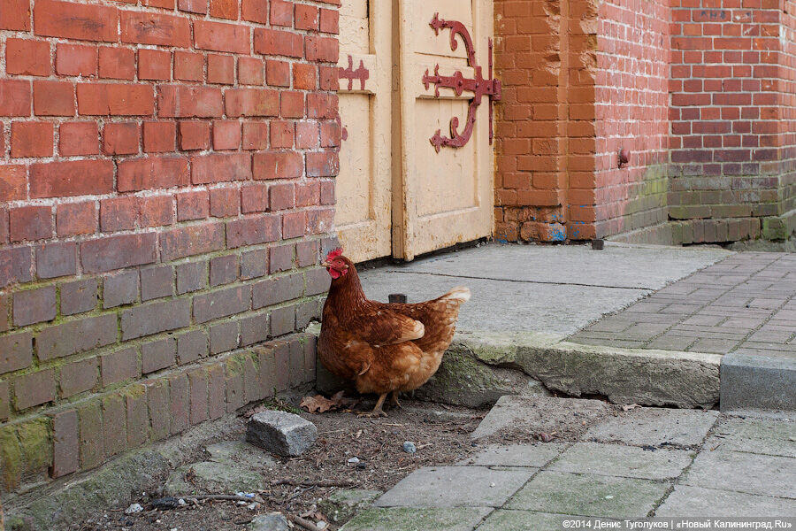 Облправительство выделяет деньги на компенсацию ЛПХ за изъятие птиц в Калининграде