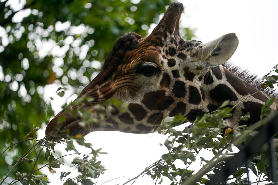 Фото: Виталий Невар / Новый Калининград