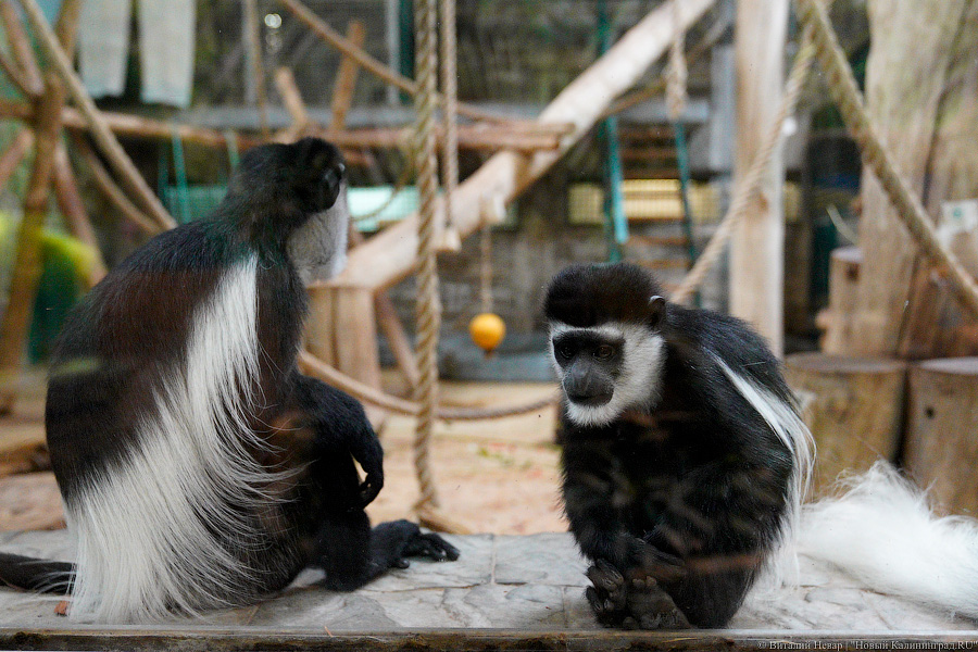 Жаба, гадюка и другие: в зоопарке открылся террариум после ремонта (фото)