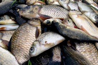 На Центральном рынке решено открыть центр для контроля качества рыбы
