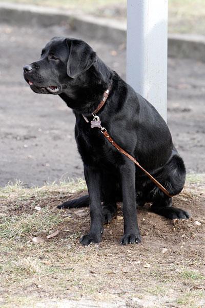 «Главные по тарелочкам»: фоторепортаж с соревнований по дог-фрисби