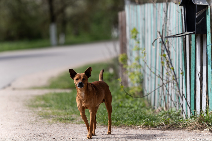 Калининградская полиция ищет злоумышленника, расстрелявшего двух собак