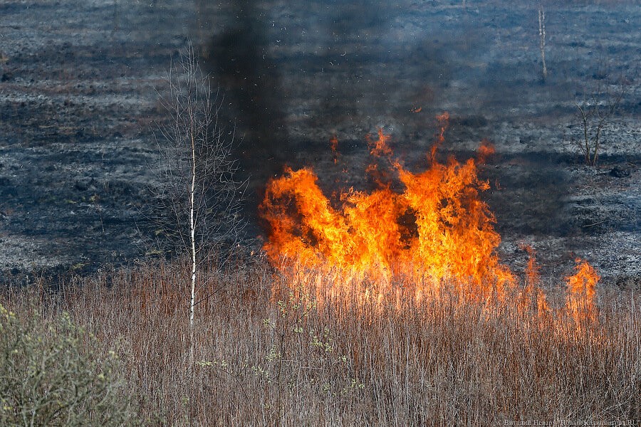 В первый день изоляции в Калининградской области продолжили поджигать траву