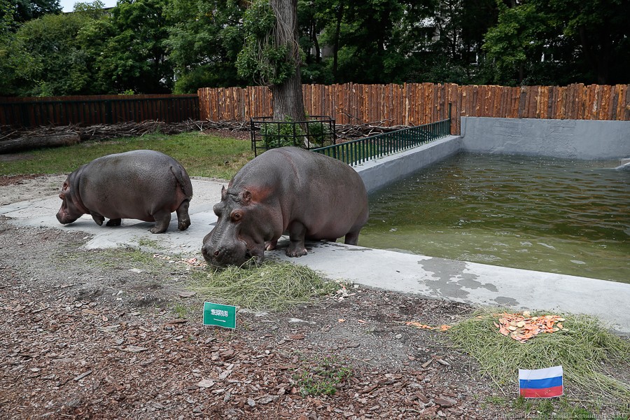 Калининградские бегемоты предсказали победителя в первом матче ЧМ-2018 (фото)