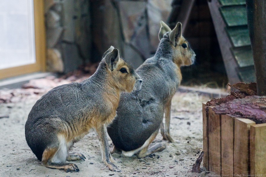 В зоопарке открыт Дом тропической птицы. Посмотрите на жако и спящего трубкозуба