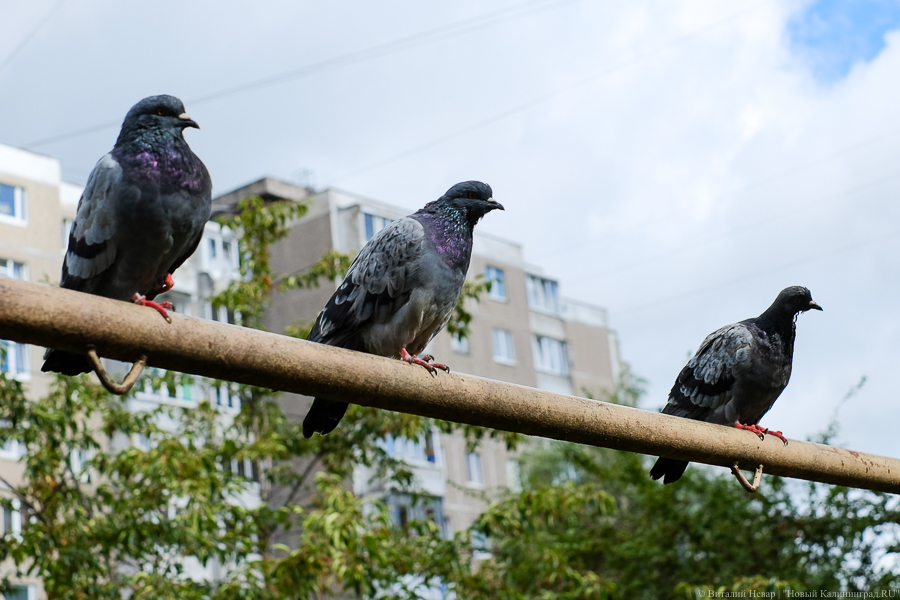 Власти Гвардейска попросили горожан и туристов не кормить голубей