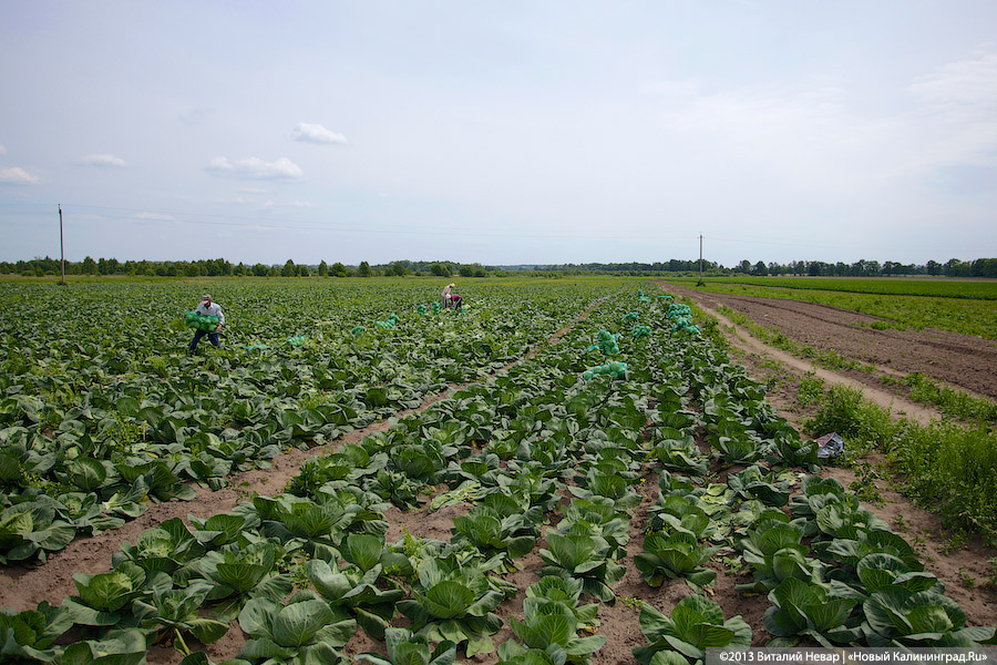 «Ситуация в овощеводстве — катастрофическая»: что говорят о засухе калининградские фермеры