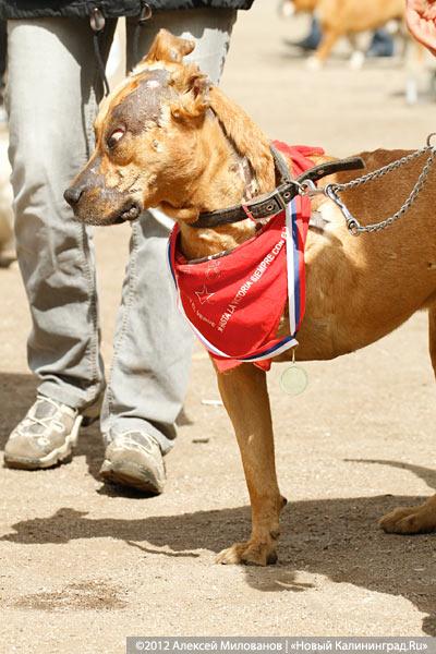 «Чистокровные двортерьеры»: фоторепортаж с выставки собак «Дворянское собрание»