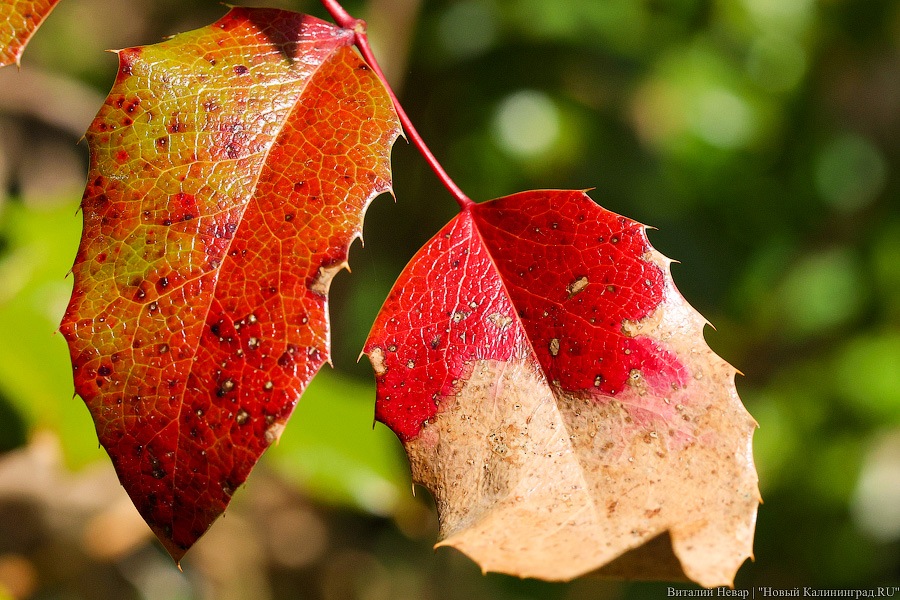Тот, кто любит цветы: в Калининграде цветёт Ботанический сад (фото)