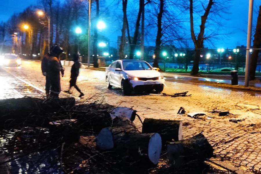 Столбы, деревья, указатели: последствия шторма в Калининграде (фото)