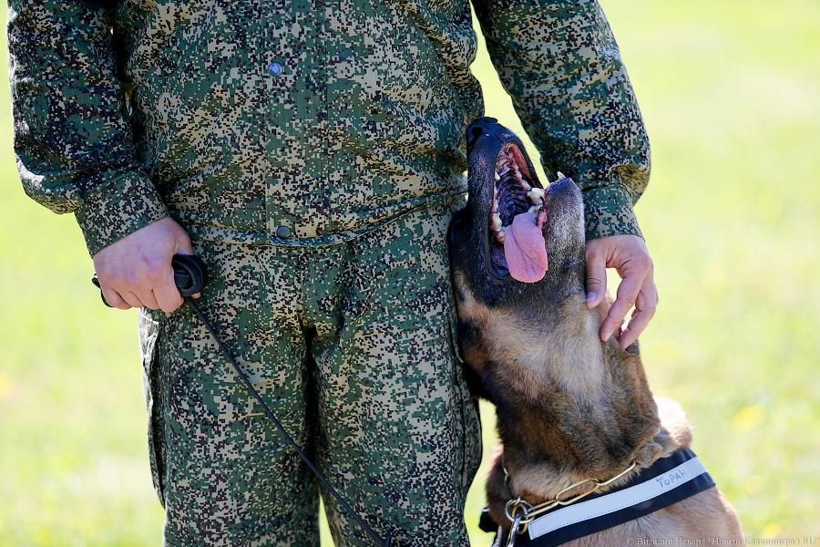 Пёс Барбос и наркокросс: под Калининградом прошли соревнования кинологов