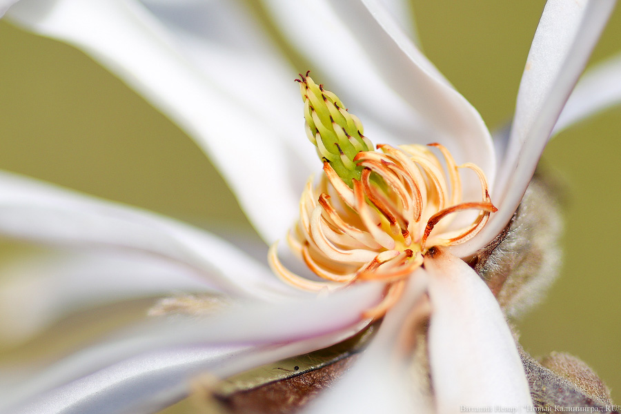 Тот, кто любит цветы: в Калининграде цветёт Ботанический сад (фото)