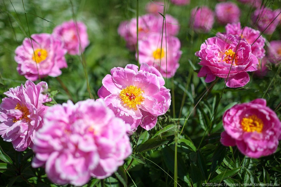 Розовое цветение: Ботанический сад открылся для посетителей (фото)