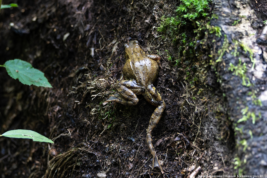 Они пошли: фоторепортаж с открытия «тихой охоты» в Калининградской области (фото)
