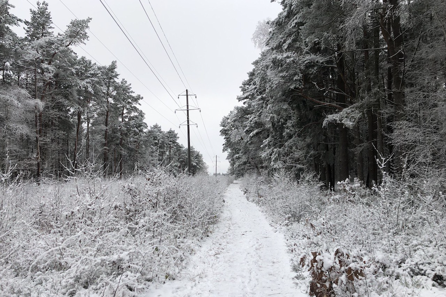 Власти пока не выдавали порубочный билет на сосновый бор в районе улицы Новой в Светлогорске