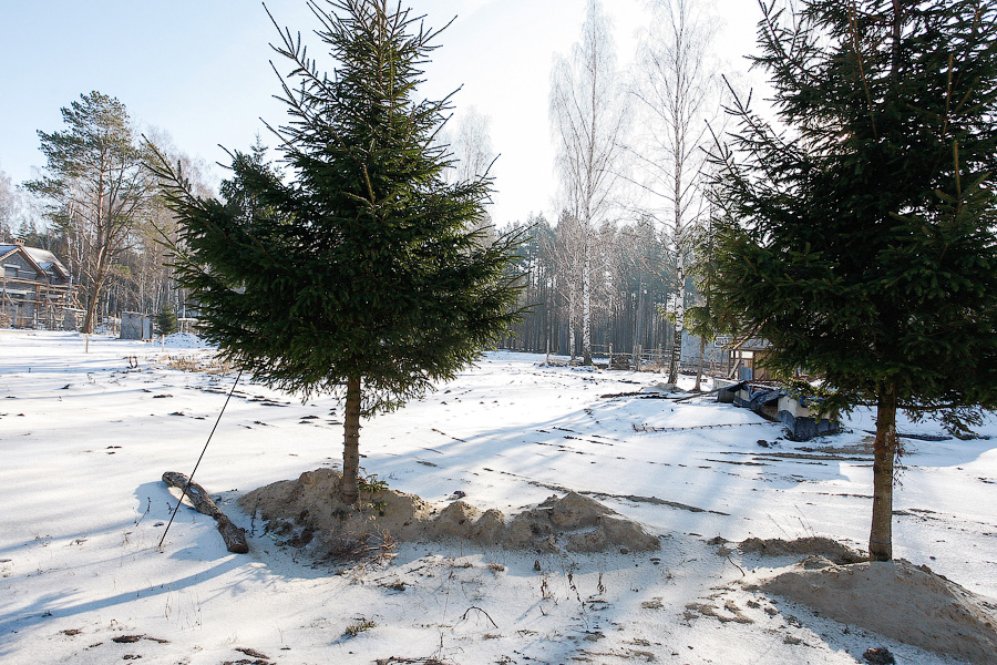 Эксперт — о зимней посадке на Судостроительной: сажать можно до устойчивого промерзания грунта