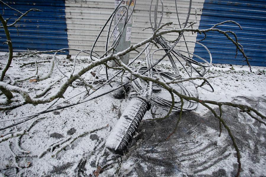 В Калининграде упавшее во время урагана дерево заблокировало движение по ул. Невского (фото)  