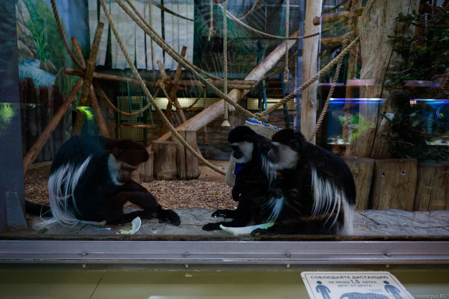 Детки Годзиллы: в Калининградском зоопарке родились колобусы (фото)