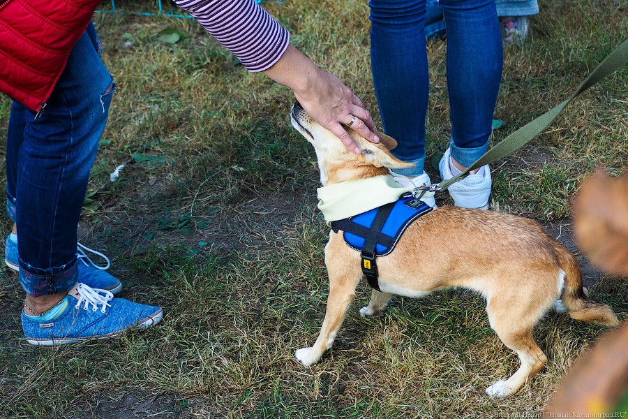 Подари мне дом: на Верхнем озере организовали выставку бездомных животных
