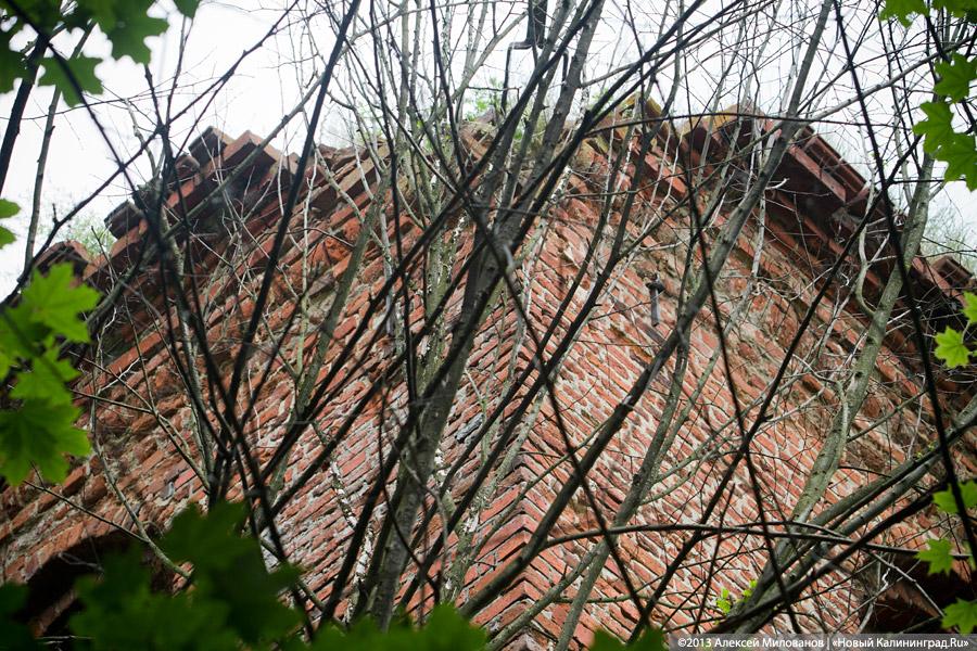 Легенды и лягушки: кирха в поселке Ново-Московское обрастает мхом и преданиями