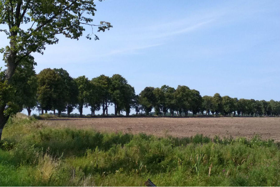 Региональные власти похвалили защитников калининградских аллей