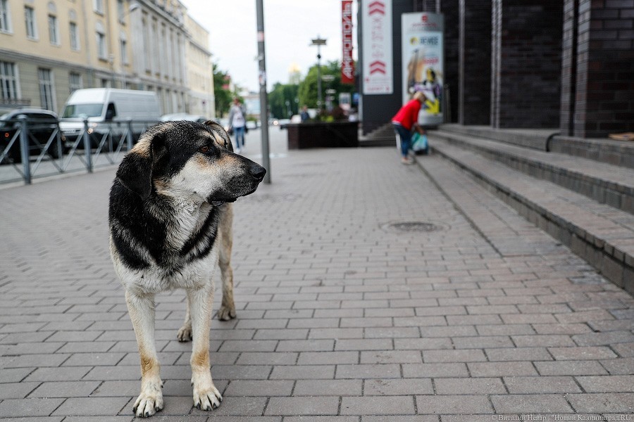 Минсельхоз: в Полесском районе появится приют для 1000 собак и 200 кошек