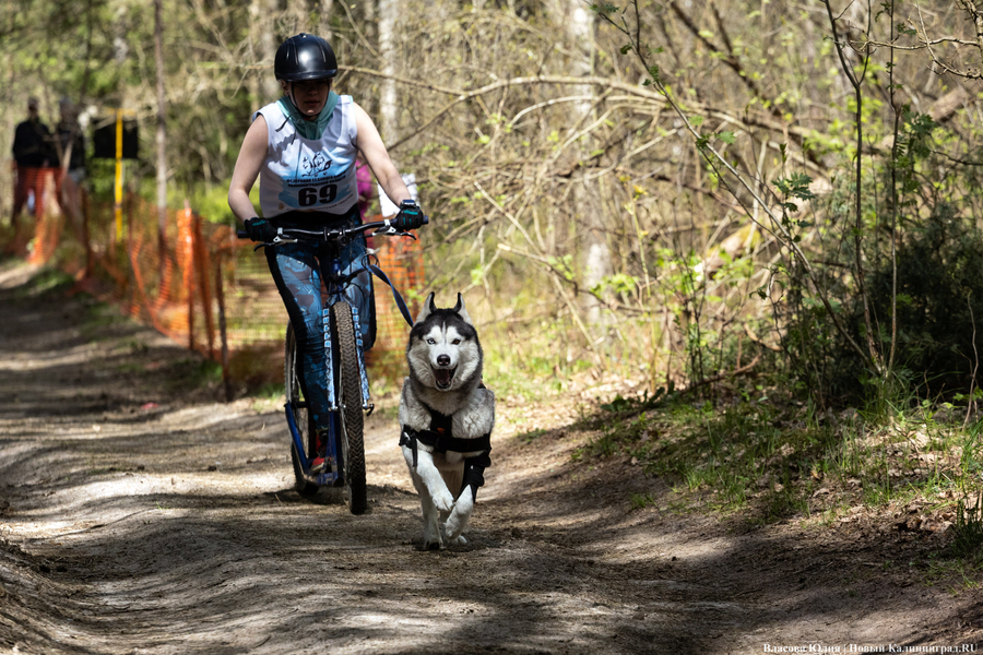 Совсем не Джек Лондон: как калининградцы с питомцами соревновались в ездовом спорте (фото)