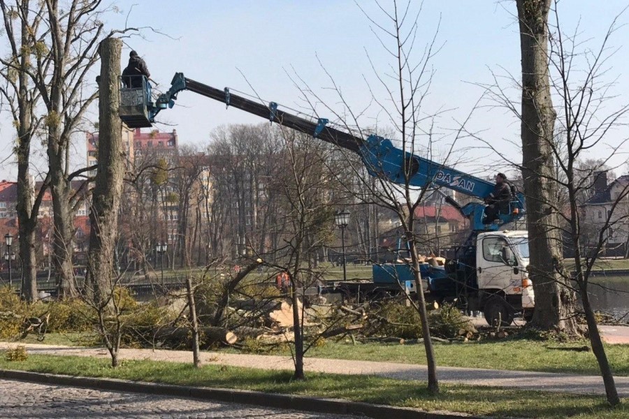 Горвласти объяснили вырубку на Верхнем озере уборкой сухостоя (фото)