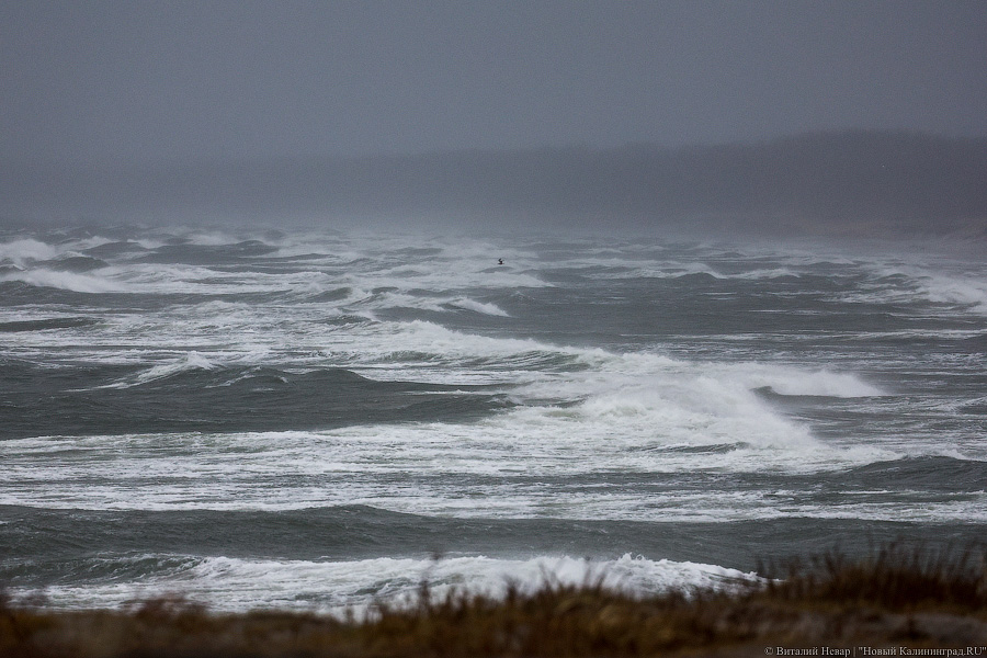 Что нам ветер: фоторепортаж из штормового Балтийска (фото)