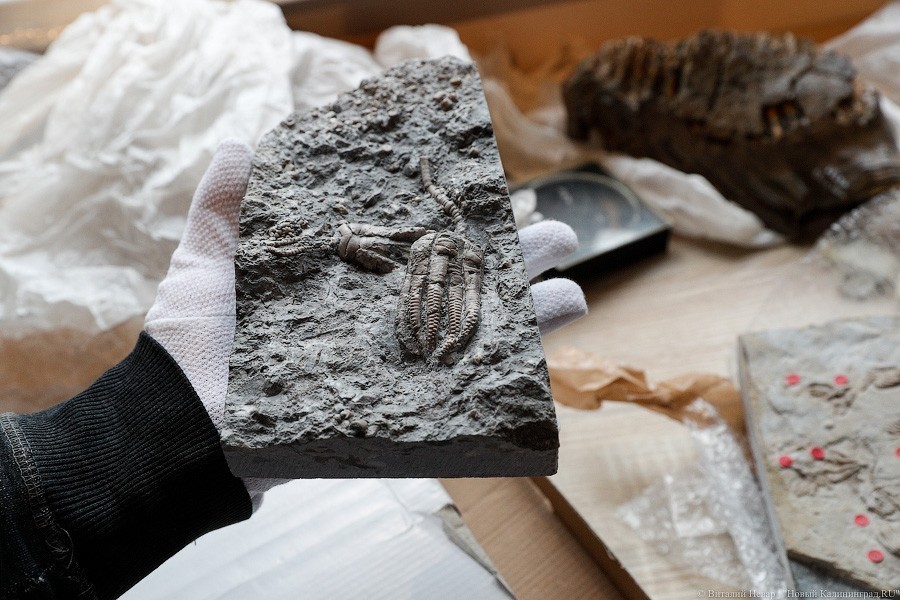 Облако планктона: в Музее Мирового океана готовят выставку актуального искусства